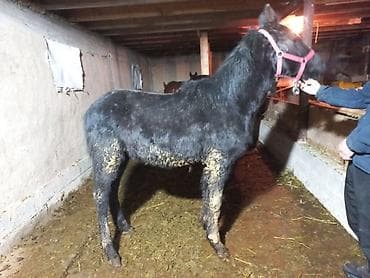 прокат лошади: Продаю | Жеребенок | Для разведения — 8