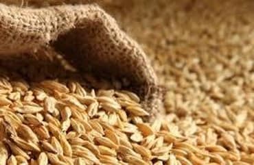 костная мука для животных: Продажа кормов КРС МРС ячменя,кукурузы,отруби,соль У нас имеется — 2
