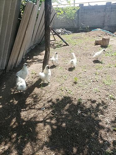 куры живые: Продаю | Петух | На забой, Для разведения — 6