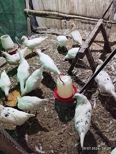 кой романовский: Продаю курочек 3 месяца хай лайн соня. 14 штук. и леггорн 10 - — 4