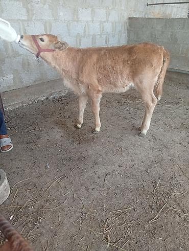 кой сатып алам бишкек: Сатам | Уй (ургаачы), Кунаажын, Музоо | Алатоолук | Көбөйтүү үчүн, Сүт алуу үчүн | Асыл тукумдуу, Музоологондон кийин — 8