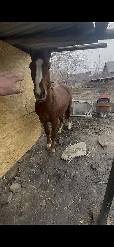 Аквариумы: Продаю | Конь (самец), Жеребец, Жеребенок | Першерон, Дончак | На забой, Для разведения, Для молока — 5