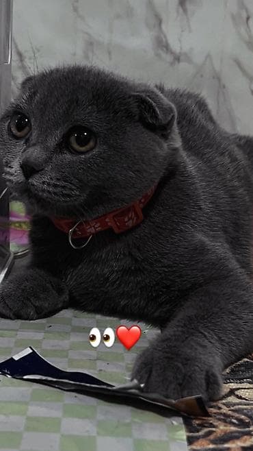 Мышыктар сатылат: Скотиш Фолд (Шотландиялык шалпаң кулак), 8 айлык, Ургаачы, Боз, Аргын, Лотокко барууга үйрөтүлгөн — 3