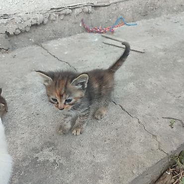 сфинксы котята: Котята, помёт из 4 малышей. Отдам даром в добрые руки в Бишкеке — 6