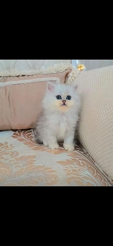 Выставляется на продажу чистокровная шотландская девочка малышка at lalafo.kg Выставляется на продажу чистокровная шотландская девочка малышка