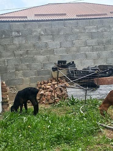 кролики крол кролиха кролик: Продаю | Ягненок | Арашан | На забой — 3