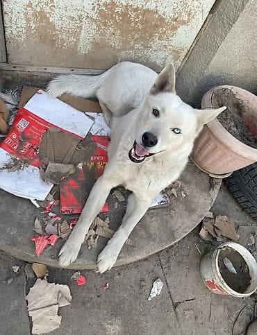 Иттер сатылат: Хаски, 1 айлык, Ургаачы — 7