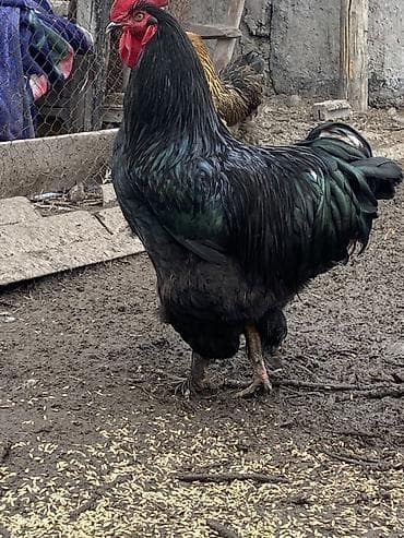 яйцо несушки: Продаю | Цыплята | Для разведения — 7