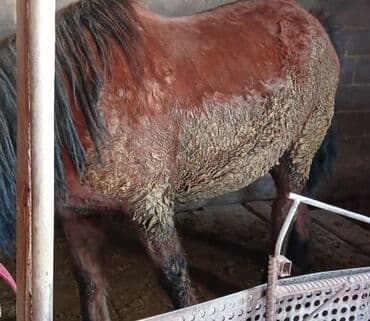 Собаки: Продаю | Кобыла (самка) | На забой | Племенные — 1