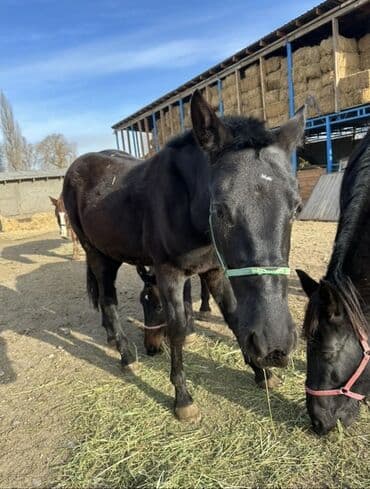 среднеазиатская овчарка купить: Продаю | Кобыла (самка) | Полукровка — 4