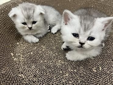 шиншыла: Британ кыска жүндүү, 1 айлык, Эркек, Күмүш өңдүү шиншилла, Лотокко барууга үйрөтүлгөн — 3