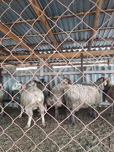 чихуахуа цена: Продаю | Баран (самец) | Полукровка | На забой, Для разведения — 3