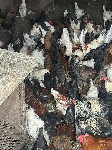 чөп сатылат: Сатам | Тооктор, Короздор | Жарым брама, Үй, Кучинская | Союуга, Көбөйтүү үчүн, Жумуртка туудуруу үчүн — 4