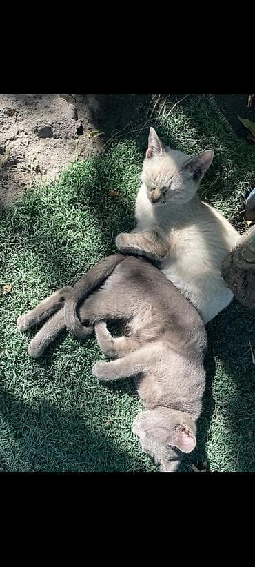 домашняя кошка: Кошка даром: Беспородная, 2 месяца, Девочка, Приучена к лотку — 2