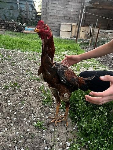 Продаю | Петух | Бойцовая | Для разведения