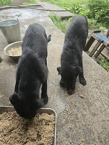 Ит бекер берилет: Жөнөкөй ит, 6 айлык, Ургаачы, Эмделген — 6