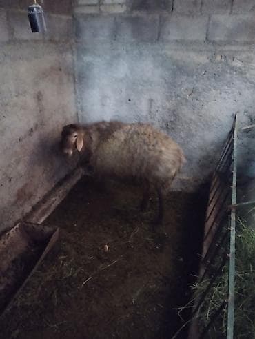 дакан товук: Продаю | Баран (самец) | Гиссарская | На забой | Осеменитель — 4