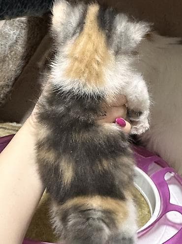 сколько стоит скоттиш фолд: Чистопородные шотландские короткошерстные котята от красивой привозной — 3