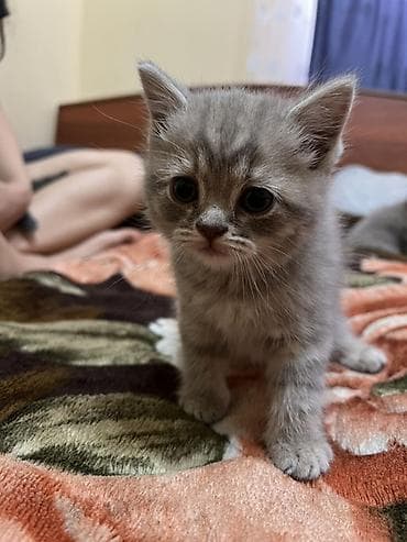 британская короткошёрстная кошка цена: Продаются шотландские короткошёрстные котята, окрас темный графит и — 8
