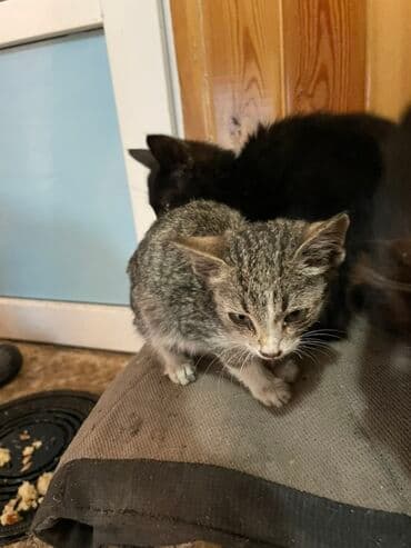 домашние кошки: Отдам в хорошие руки Окрас разный: - пушистые чёрные с белой — 2