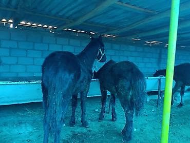 болонка собака: Продаю | Жеребец | Для разведения | Племенные — 8