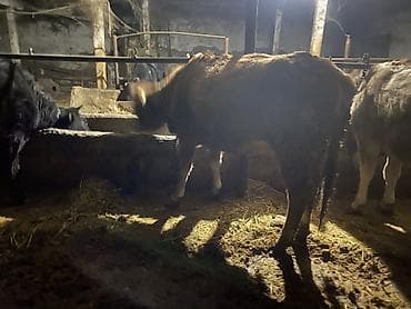 лошади дончак: Продаю | Корова (самка), Тёлка | Для разведения, Для молока | Стельные — 5