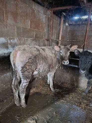 Үй жаныбарлары үчүн товарлар: Сатам | Музоо | Бордоп семиртүү үчүн | Байланган — 3