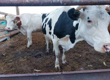 дом попугая: Продаю | Корова (самка) | Для молока — 5