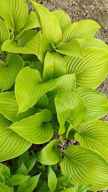 лист контейнер: Хосты декоративные, саженцы в контейнерах - Разнообразие расцветок — 8