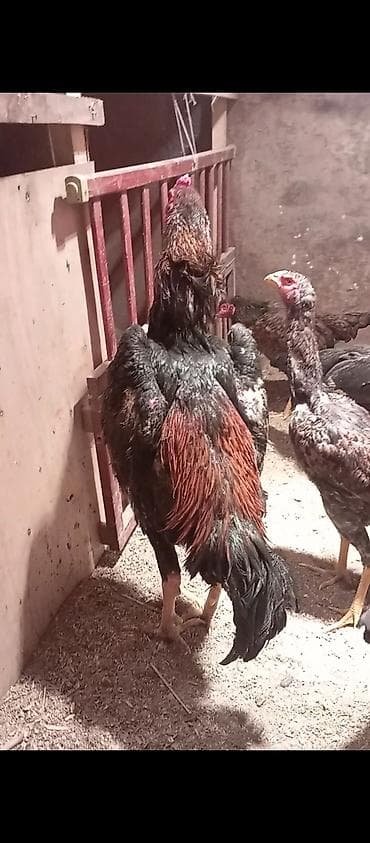 продаю курицы: Продаю | Петух | Бойцовая | Для разведения — 5