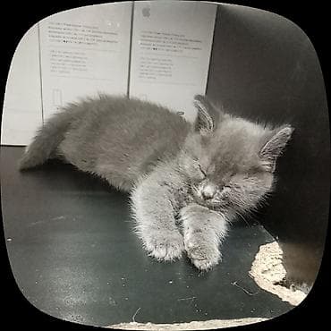Британская короткошёрстная, 2 месяца, Девочка, Серый, Метис