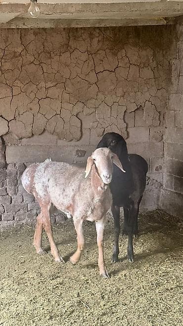 порода комару: Продаю | Овца (самка) | Для разведения | Племенные — 8