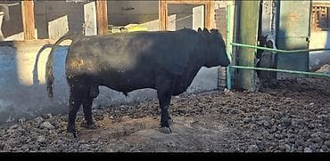 Туша, Бесплатная доставка