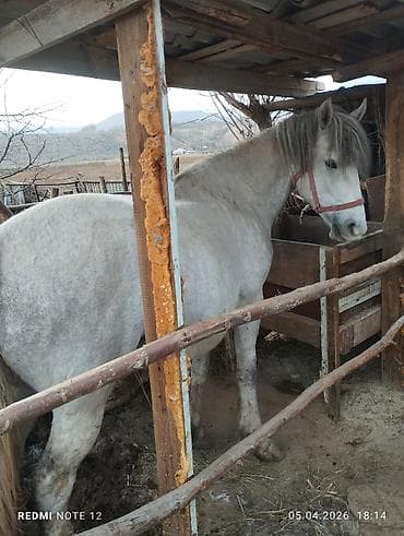 кормовая соль для животных: Продаю | Кобыла (самка) | Рабочий — 1