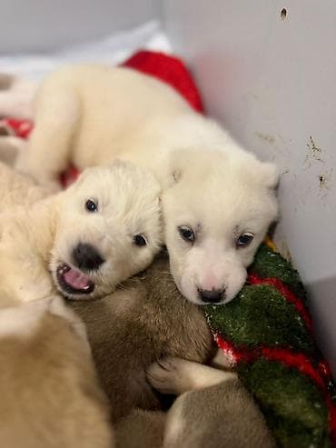 Вязка собак: Щенки, помет из нескольких малышей. Возраст по фото — совсем юные — 3