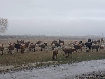 овчарку купить: Продаю | Овца (самка) | Для разведения | Племенные — 2