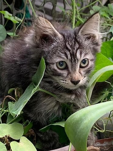 крысы белые: Котята домашние, ласковые и игривые.

К лотку приучены — 6