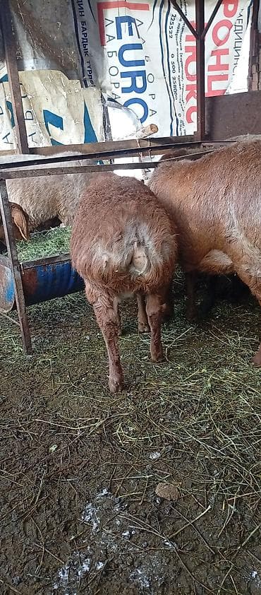 Продаю | Ягненок | Арашан | Для разведения | Племенные at lalafo.kg Продаю | Ягненок | Арашан | Для разведения | Племенные