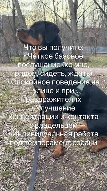 вольер для собаки: Формирование послушания и управляемости собак | Бишкек — 3