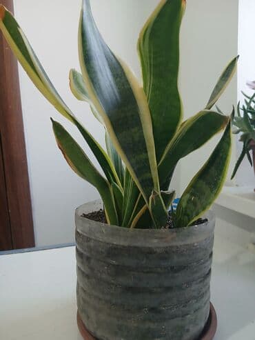 сокулук малина: Большой выбор Сансиеверии от 200 сомв — 2