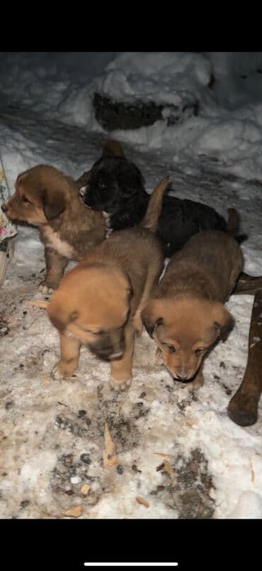 купить мини чихуахуа: Продажа собак — 1