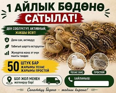 куры простые: Перепела, возраст 1 месяц. 2 жуманын ичинде туйт Особенности: - — 1