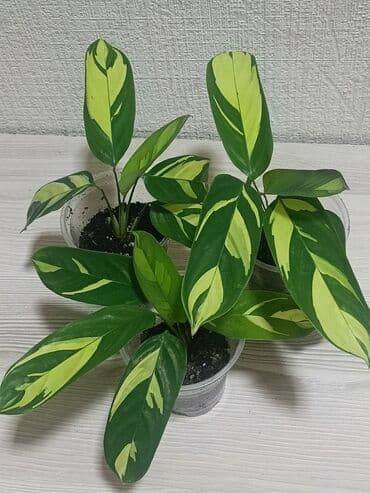 Цветы комнатные. бегония White Ice,гинура,ктенаната Любберса