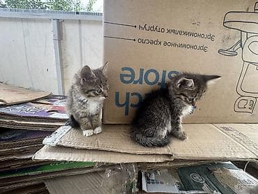отдам даром котенка бишкек: Кошка даром: Беспородная, 1 месяц, Мальчик — 7