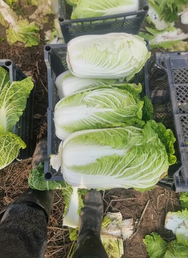 мясо головное: Капуста Пекинская — 1