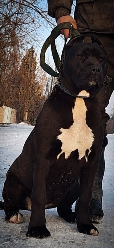 сколько стоит собака алабай: Питбуль, 1 месяц, Самец, С прививкой — 9