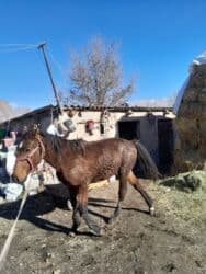 купить немецкую овчарку в бишкеке: Жылкы жазга байтал еки баш полукровка ургачы сатылат — 3