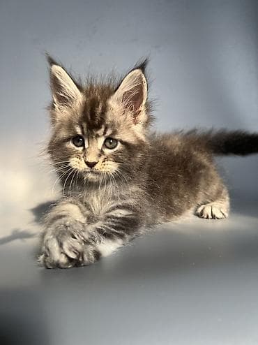 коты белый: Мейн-кун, 1 месяц, Мальчик, Черный, Приучена к лотку, Проглистована, С документами — 6