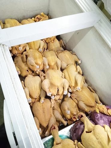 Канаттуулардын эти: Продаю целую бройлерные тушки килограмм по 250 сомов одна тушка — 1