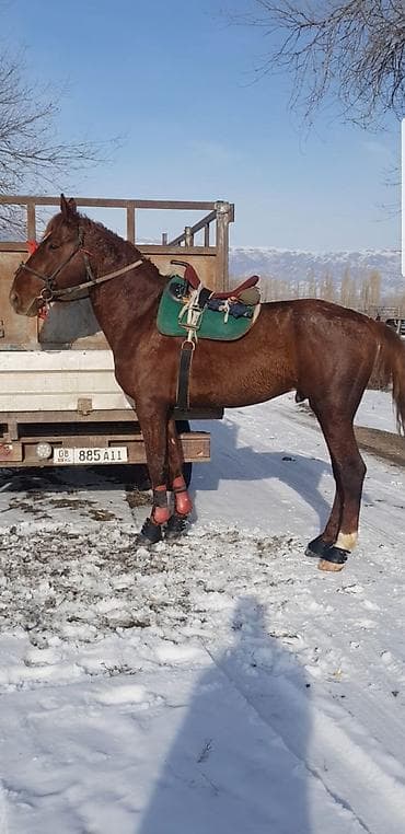 Услуги ветеринара: Продаю | Жеребец | Племенные — 3